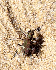 Cicindela hybrida Kiev photo