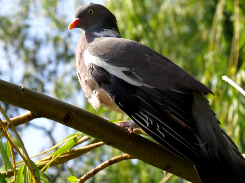 Columba palumbus Moczydło