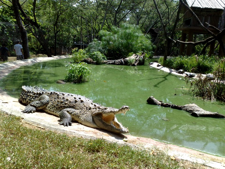 Cocodrilo en el Zoofari, Cuernavaca, Morelos
