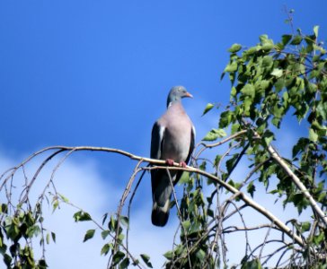 Columba palumbus Nemishayeve2