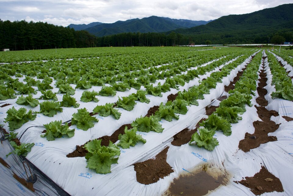 Lettuce field village