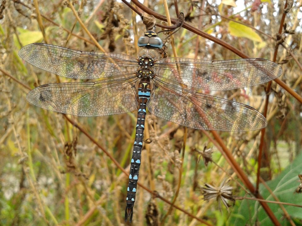 Nature big blue
