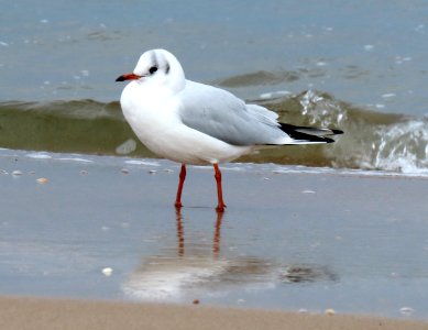 Chroicocephalus ridibundus Sopot2