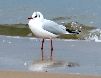 Chroicocephalus ridibundus Sopot2 photo