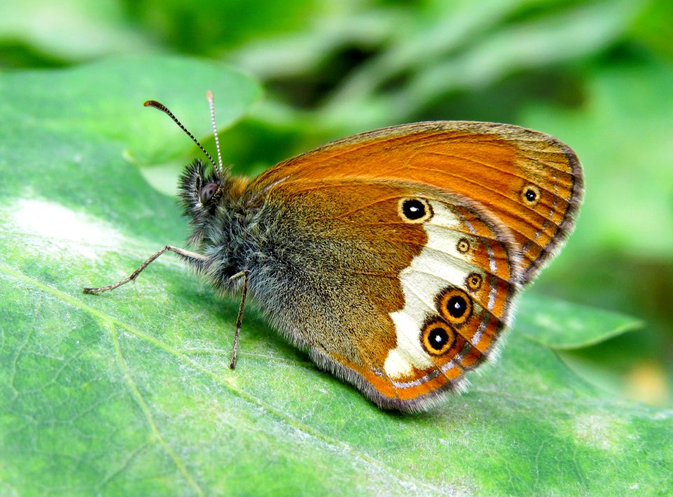 Coenonympha arcania Kiev