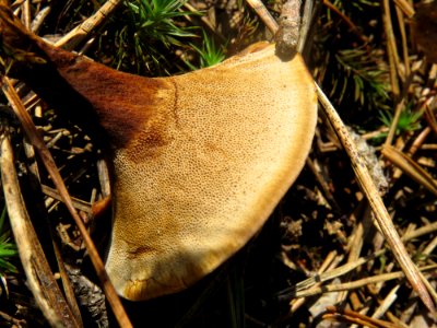 Coltricia perennis Bykivnia2