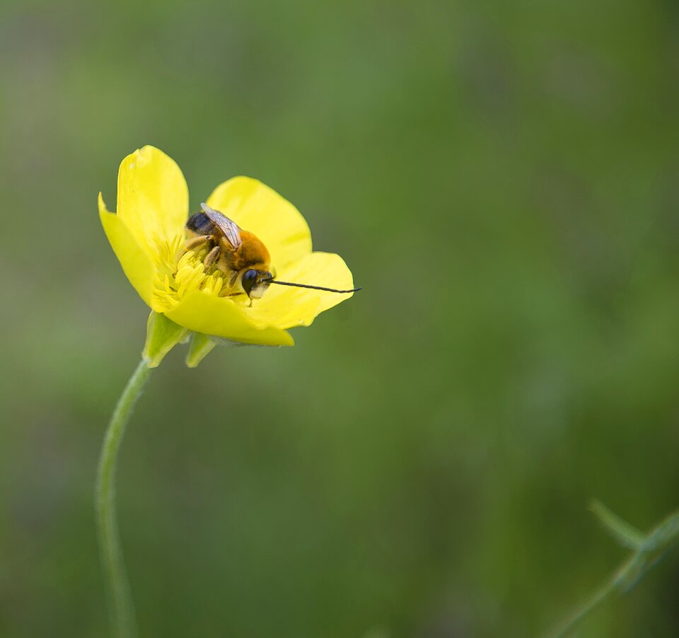 Summer plant wild flower