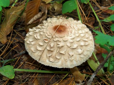 Chlorophyllum rhacodes Kiev3