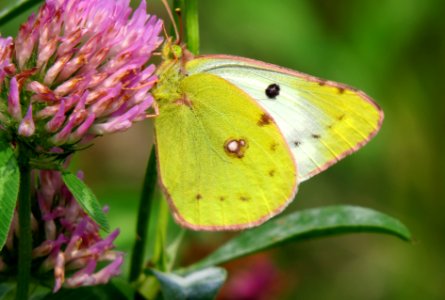 Colias Kiev2