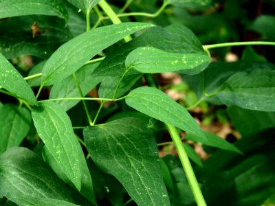 Clematis recta Kiev2