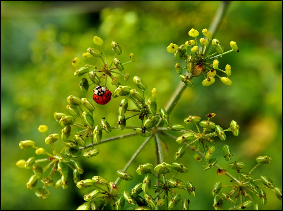 Coccinelle ou bête à bon-Dieu