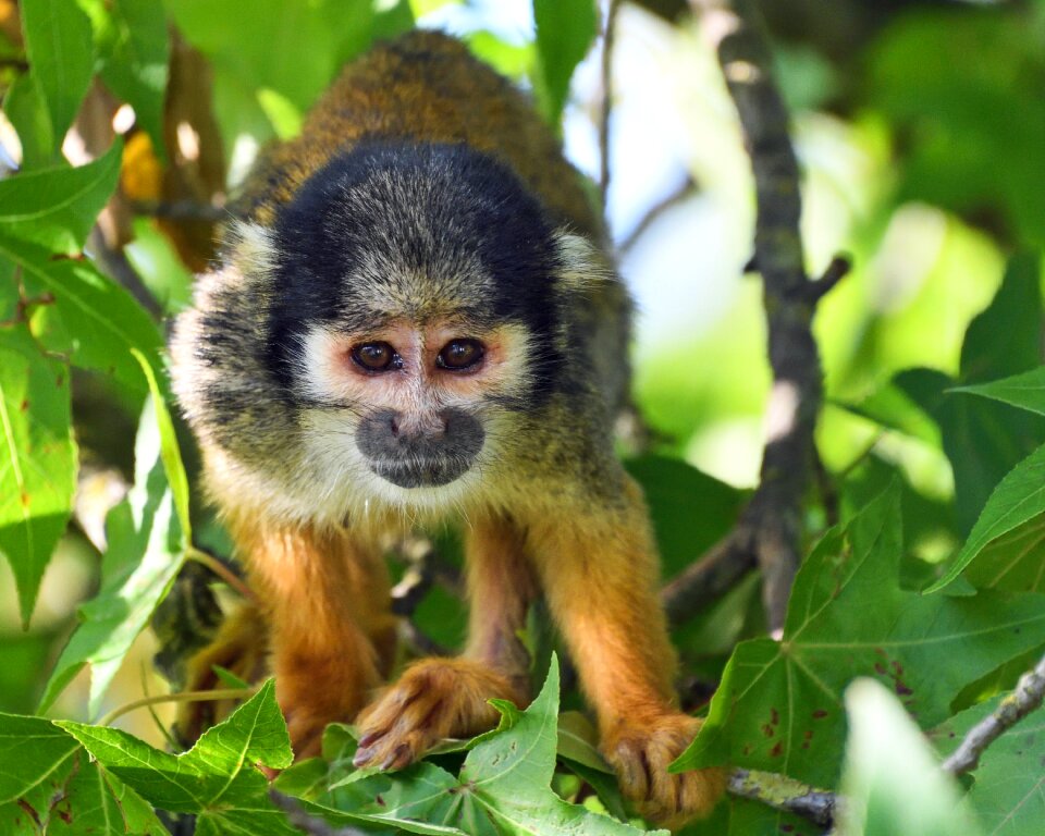 Monkey saimiri in peru tree