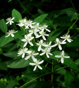 Clematis recta Kiev1