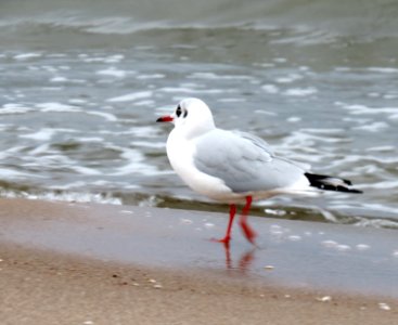 Chroicocephalus ridibundus Sopot1 photo