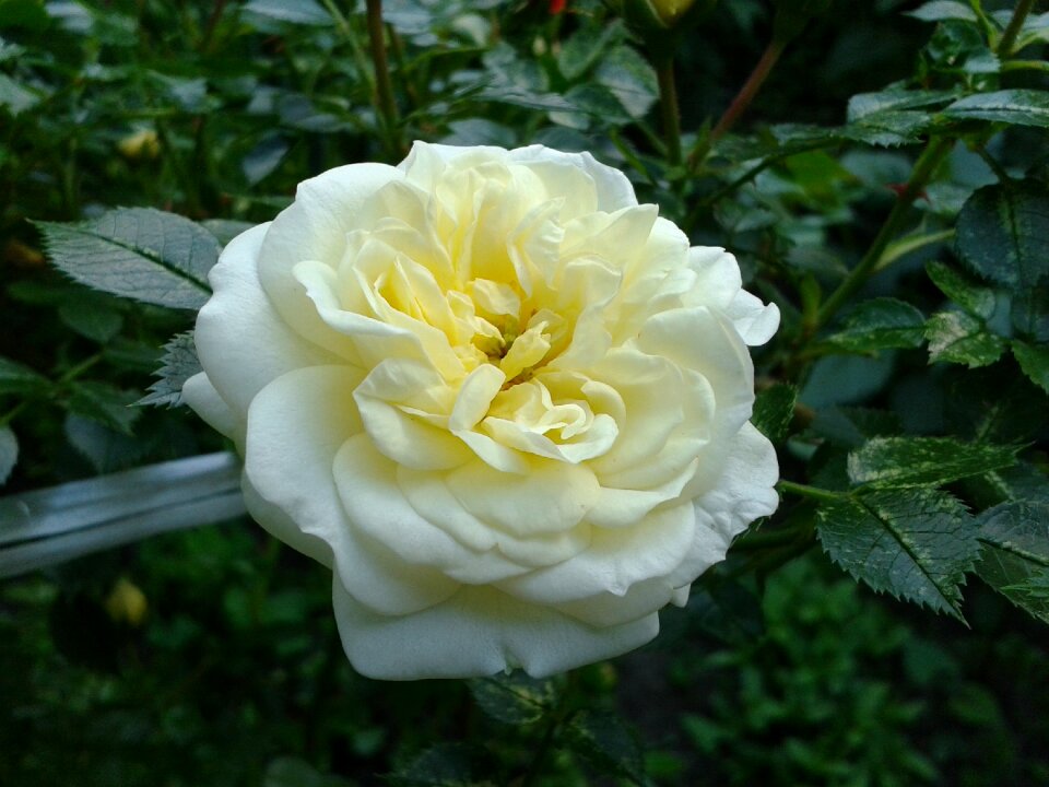 Elegant nature garden rose