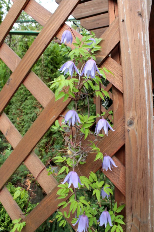 Clematis alpina 12600