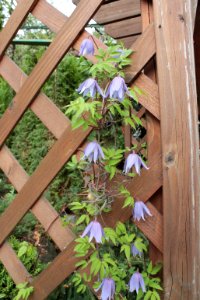 Clematis alpina 12600
