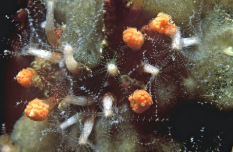 Clavularia crassa (Milne-Edwards, 1848) et sa ponte 1