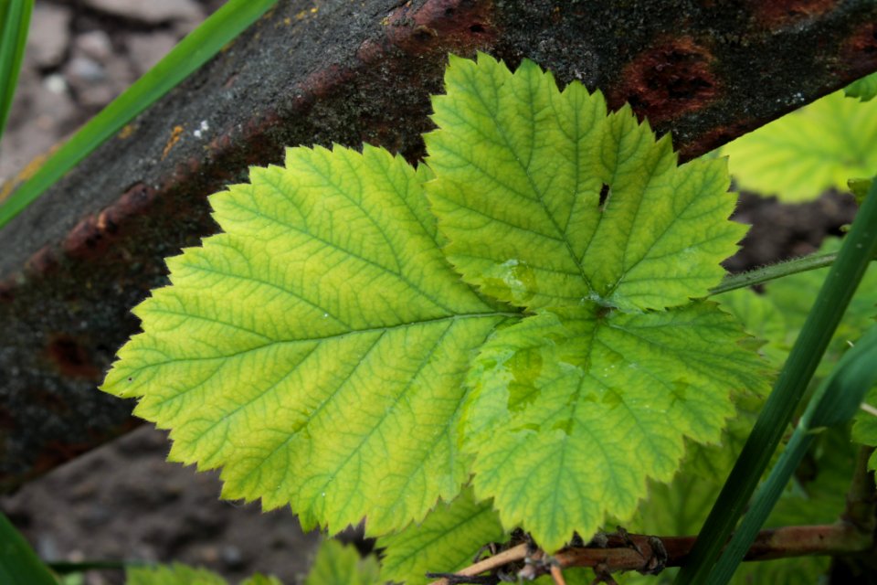 Chlorosis 12848