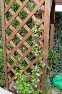Clematis alpina 12596