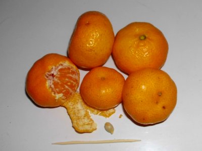 Citrus reticulata fruit and seed