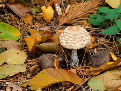 Chlorophyllum rhacodes Kiev2