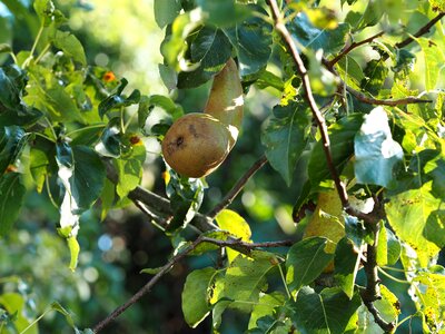 Bio fruits fruit