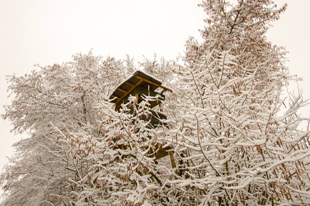 Treehouse perch delight