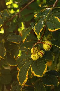 Vacation tree plant