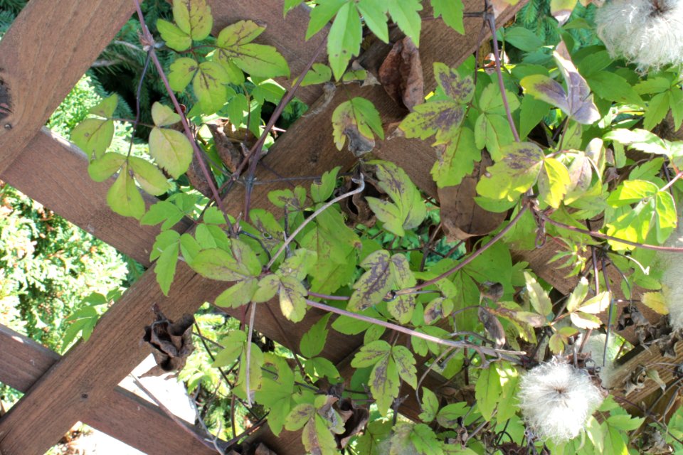 Clematis 09 05 0292