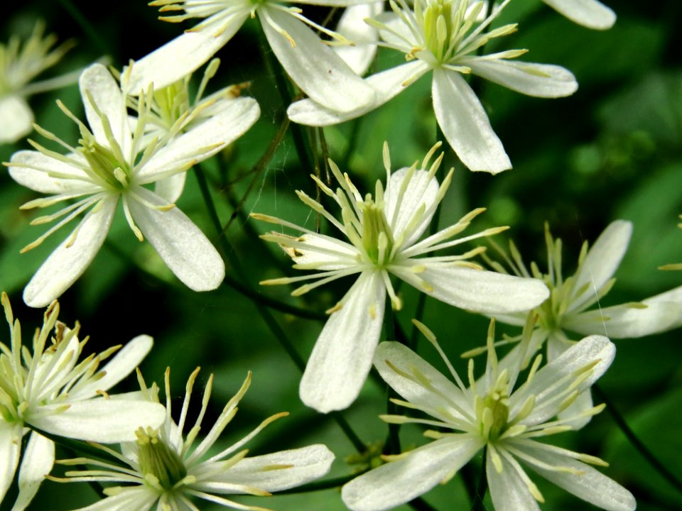 Clematis recta Kiev3