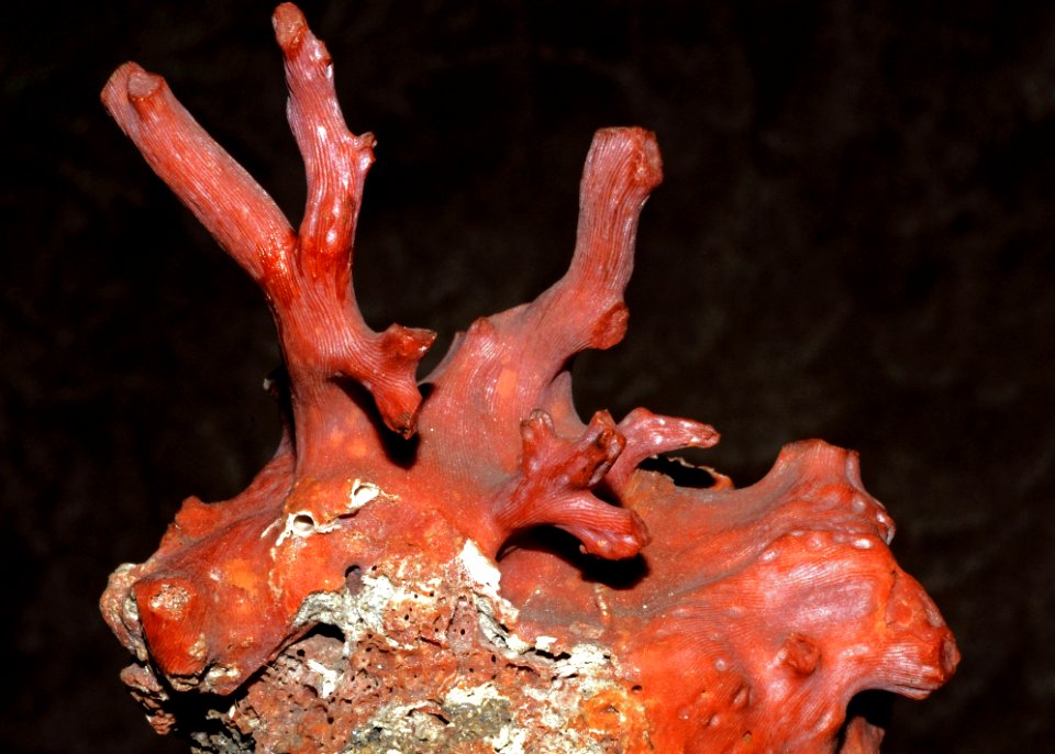 Corallium rubrum (Linnaeus, 1758) 4