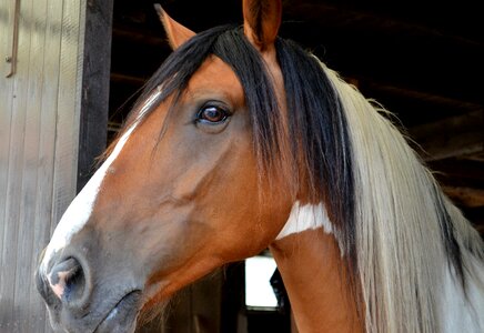 Horse head animal portraits horse stable photo