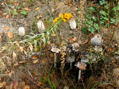 Coprinus comatus Kiev4