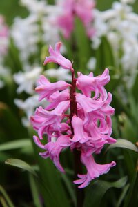Hyacinth pink spring flowering photo
