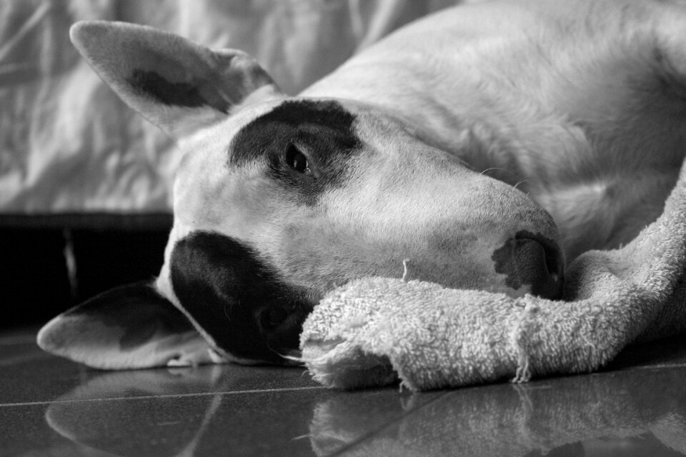 Bull terrier dog black and white