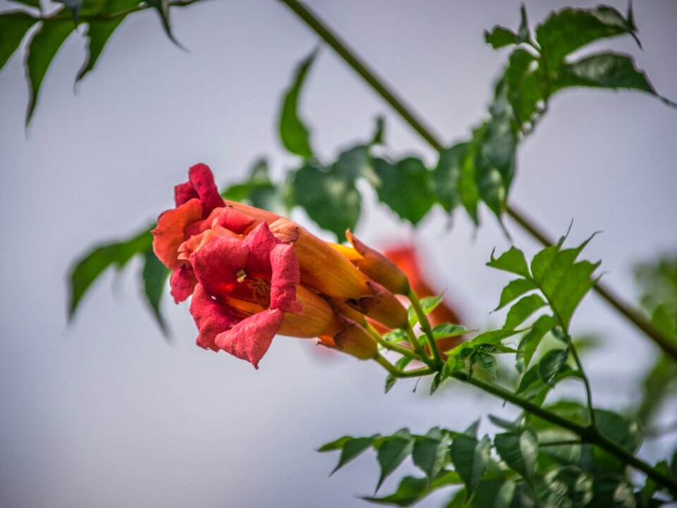 Flowers park plants