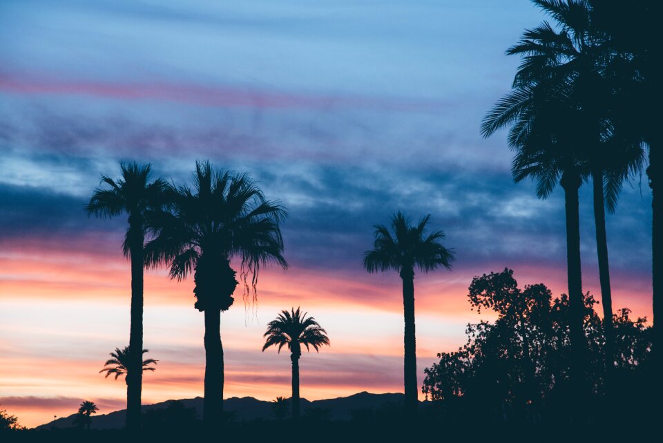 Palm trees clouds nature