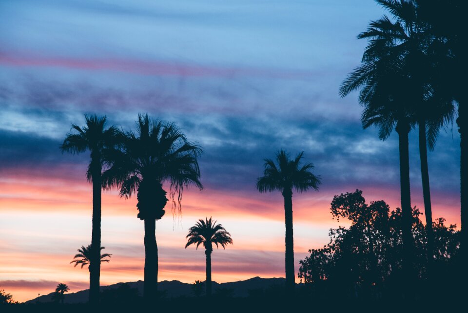 Palm trees clouds nature photo