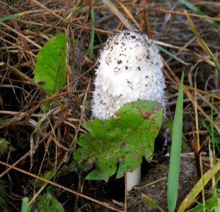 Coprinus comatus Kiev1
