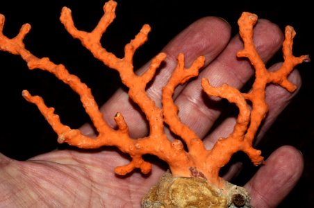 Corallium rubrum (Linnaeus, 1758) 2