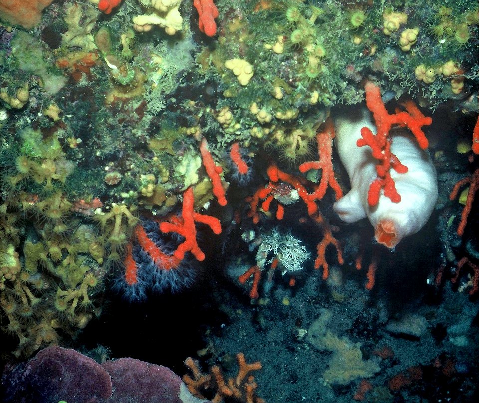 Corallium rubrum (Linnaeus, 1758)