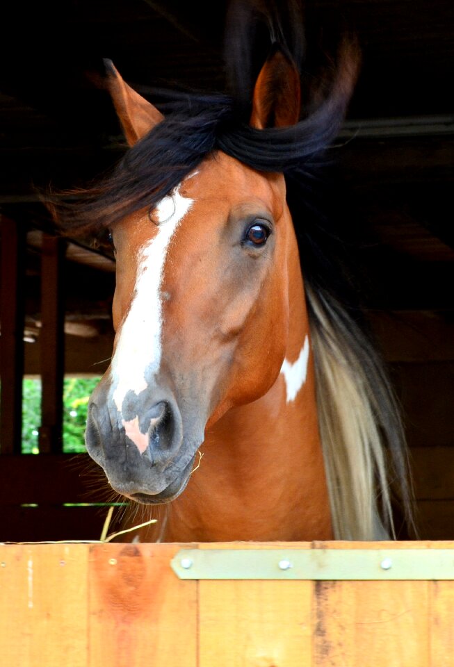 Horse head animal portraits horse stable photo