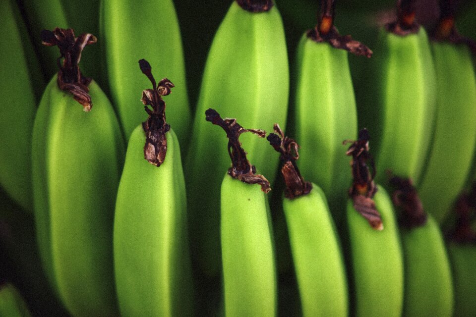 Plantains fruits food