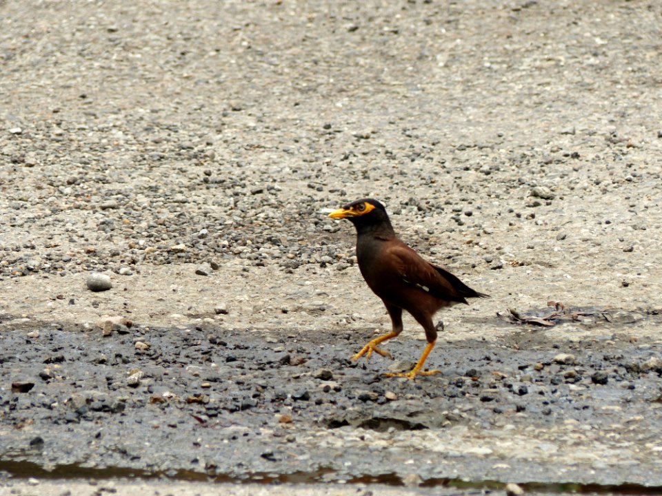 Common Myna at West Shore of Keelung Port 20140518