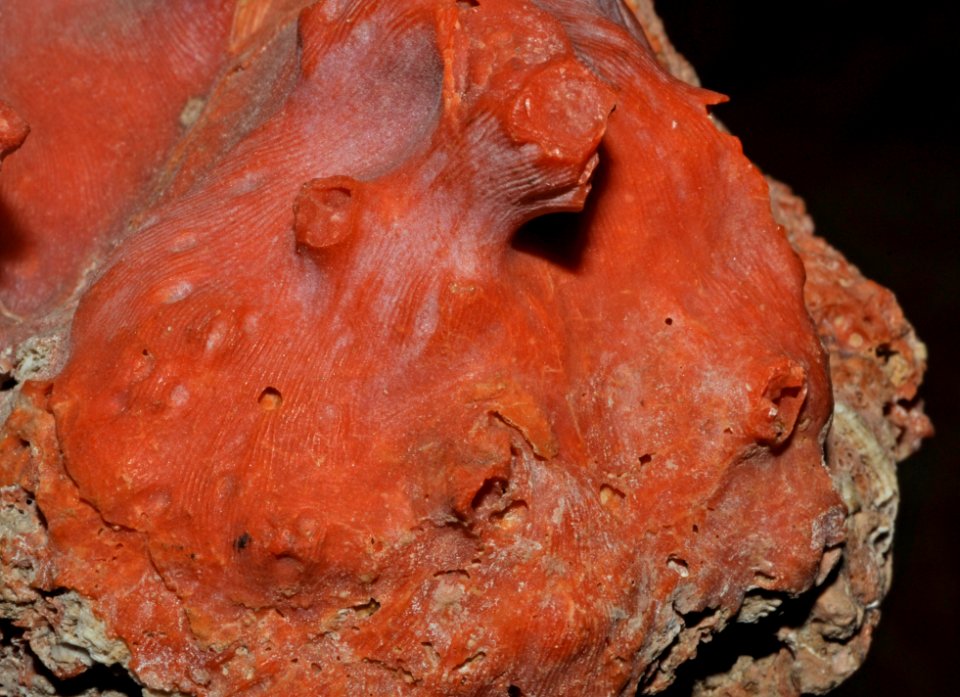 Corallium rubrum (Linnaeus, 1758) 5
