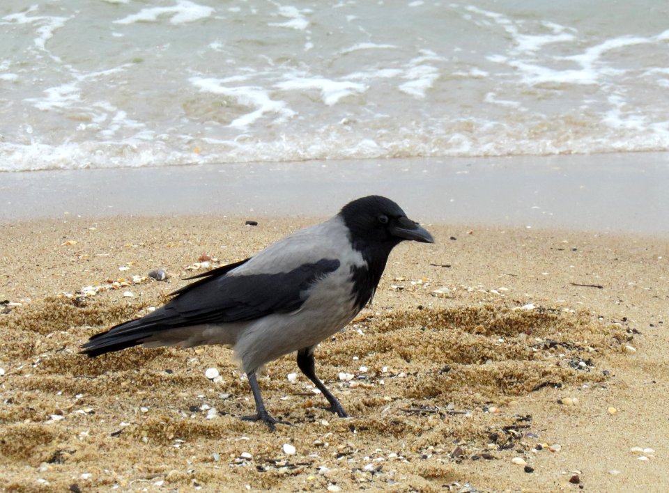 Corvus cornix Jelitkowo 2