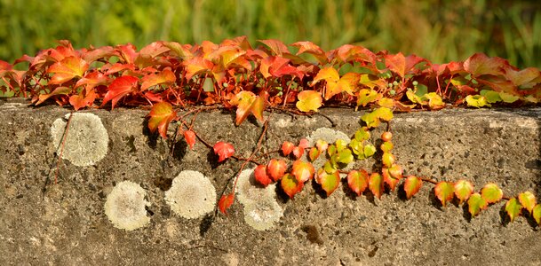 Efeuranke autumn colours fall color photo