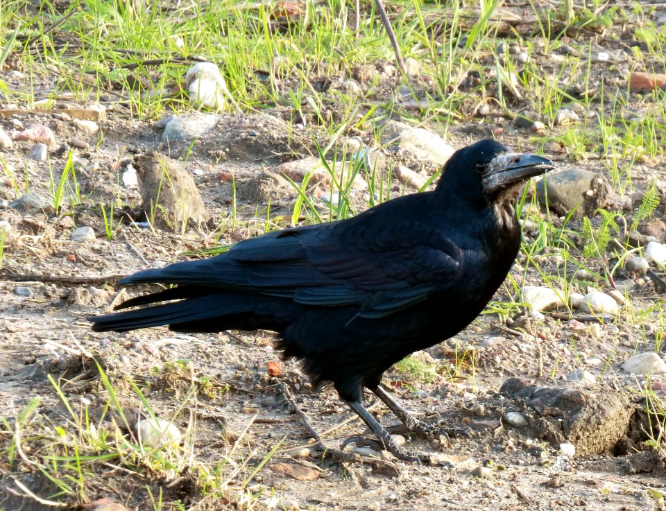 Corvus frugilegus Orunia
