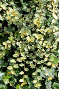 Cotoneaster dammeri15291